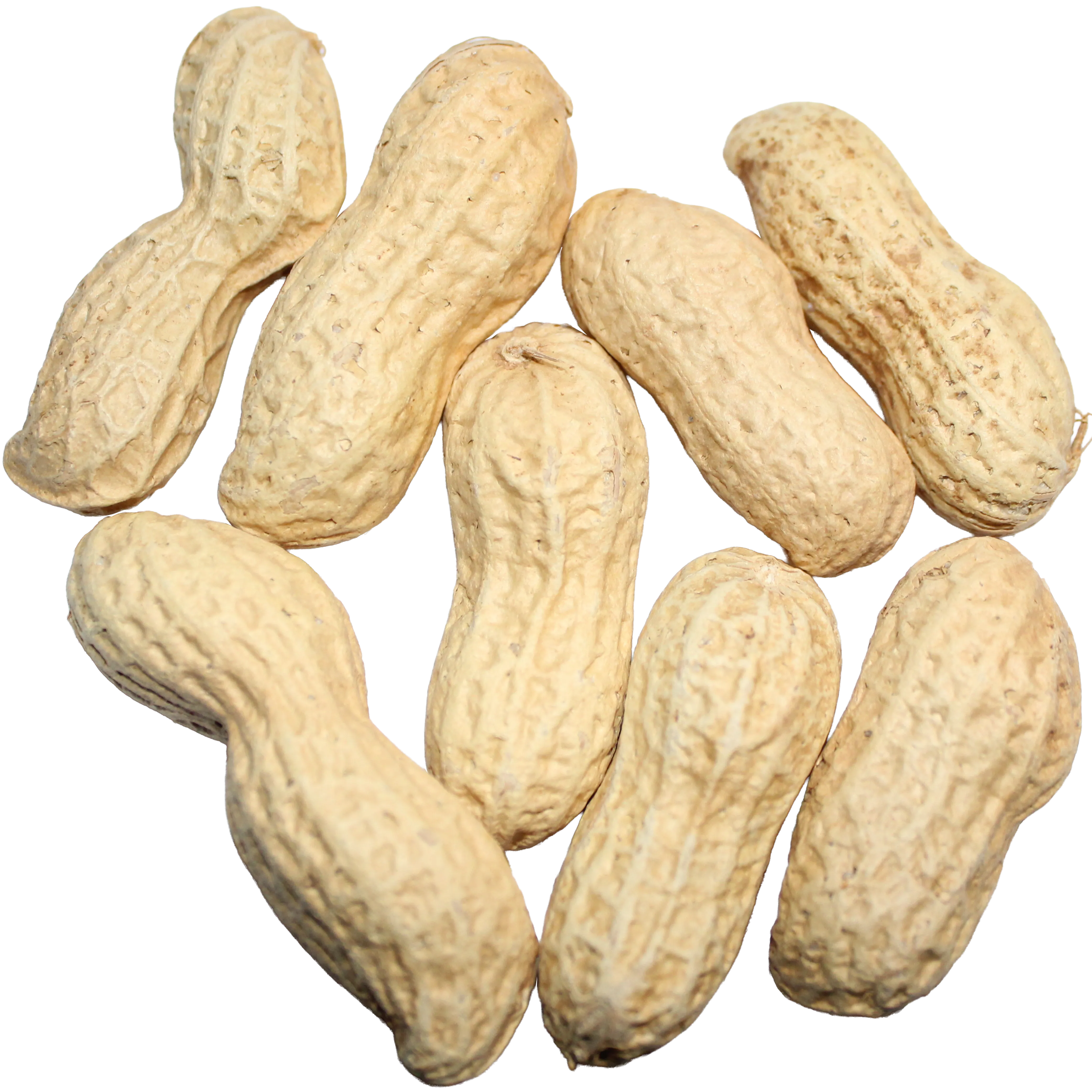 Unsalted In-Shell Peanuts